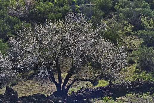 9 feb 2021 Fioritura mandorli